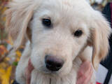 Собаки, щенки Золотистый ретривер, цена 6000 Грн., Фото