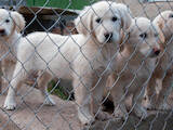 Собаки, щенята Золотистий ретрівер, ціна 6000 Грн., Фото