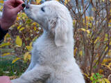 Собаки, щенята Золотистий ретрівер, ціна 6000 Грн., Фото