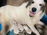 Собаки, щенята Піренейська гірська собака, ціна 8000 Грн., Фото