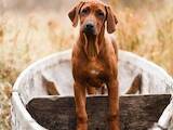 Собаки, щенята Родезійського ріджбек, ціна 27000 Грн., Фото