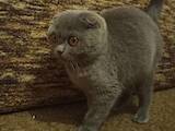 Кішки, кошенята Британська короткошерста, ціна 800 Грн., Фото