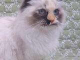 Кошки, котята Невская маскарадная, цена 22900 Грн., Фото