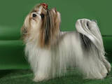 Собаки, щенки Йоркширский терьер, цена 35000 Грн., Фото