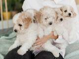 Собаки, щенки Бишон фрисе, цена 14000 Грн., Фото