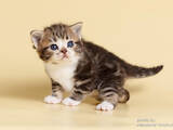Кішки, кошенята Американська короткошерста, ціна 20000 Грн., Фото
