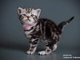 Кошки, котята Американская короткошерстная, цена 23000 Грн., Фото