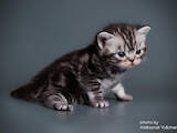 Кошки, котята Американская короткошерстная, цена 23000 Грн., Фото