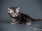 Кішки, кошенята Американська короткошерста, ціна 23000 Грн., Фото