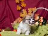 Собаки, щенята Вельш коргі пемброк, ціна 27000 Грн., Фото