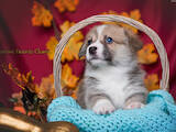 Собаки, щенки Вельш корги пемброк, цена 27000 Грн., Фото