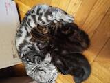 Кішки, кошенята Highland Fold, ціна 3000 Грн., Фото