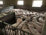 Тваринництво,  Сільгосп тварини Свині, ціна 46 Грн., Фото