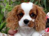 Собаки, щенки Кавалер-Кинг-Чарльз спаниель, цена 36000 Грн., Фото