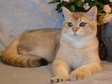Кошки, котята Британская короткошерстная, цена 9000 Грн., Фото