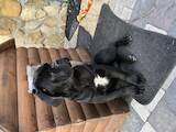 Собаки, щенята Кане Корсо, ціна 5300 Грн., Фото