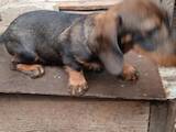 Собаки, щенята Жорсткошерста такса, ціна 2000 Грн., Фото