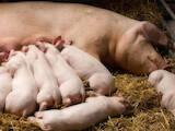 Животноводство,  Сельхоз животные Свиньи, цена 3000 Грн., Фото