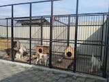 Собаки, щенки Гладкошерстный фокстерьер, цена 100 Грн., Фото