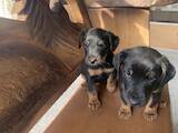 Собаки, щенки Ягдтерьер, цена 5500 Грн., Фото