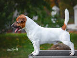 Собаки, щенята Джек Рассел тер'єр, ціна 27000 Грн., Фото