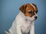 Собаки, щенки Джек Рассел терьер, цена 27000 Грн., Фото