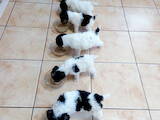 Собаки, щенята Жорсткошерстий фокстер'єр, ціна 4000 Грн., Фото