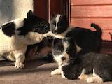 Собаки, щенки Русско-Европейская лайка, цена 2000 Грн., Фото