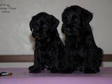 Собаки, щенки Цвергшнауцер, цена 22000 Грн., Фото