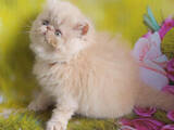 Кошки, котята Персидская, цена 4000 Грн., Фото