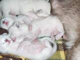 Кішки, кошенята Тайська, ціна 2900 Грн., Фото
