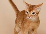 Кішки, кошенята Абіссінська, ціна 10000 Грн., Фото