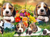 Собаки, щенки Бигль, цена 15000 Грн., Фото