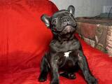Собаки, щенки Французский бульдог, цена 8000 Грн., Фото
