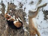 Собаки, щенята Естонський гончак, ціна 2400 Грн., Фото
