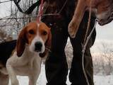 Собаки, щенки Эстонская гончая, цена 2400 Грн., Фото