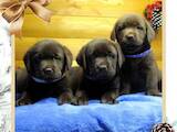 Собаки, щенки Лабрадор ретривер, цена 15000 Грн., Фото
