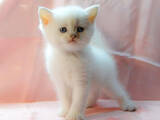 Кошки, котята Британская короткошерстная, цена 13500 Грн., Фото