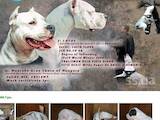 Собаки, щенята Аргентинський дог, ціна 400 Грн., Фото