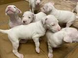Собаки, щенки Аргентинский дог, цена 400 Грн., Фото
