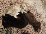 Кішки, кошенята Шотландська висловуха, ціна 2750 Грн., Фото