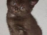 Кошки, котята Шотландская короткошерстная, цена 2750 Грн., Фото
