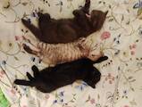 Кішки, кошенята Шотландська короткошерста, ціна 2750 Грн., Фото