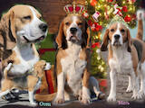 Собаки, щенки Бигль, цена 8000 Грн., Фото