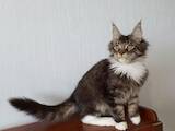 Кішки, кошенята Мейн-кун, ціна 11000 Грн., Фото