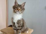 Кошки, котята Мэйн-кун, цена 11000 Грн., Фото