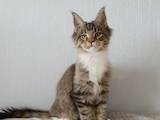 Кішки, кошенята Мейн-кун, ціна 11000 Грн., Фото