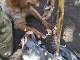 Собаки, щенята Німецька жорсткошерста лягава, ціна 7000 Грн., Фото