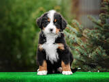 Собаки, щенки Бернская горная собака, цена 20000 Грн., Фото