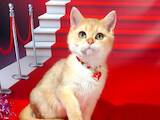 Кошки, котята Британская короткошерстная, цена 15000 Грн., Фото